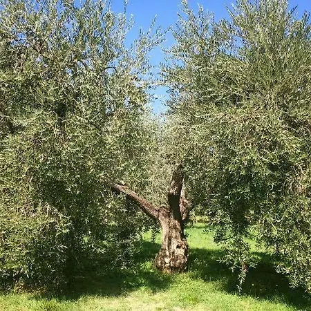La Collina Degli Ulivi *